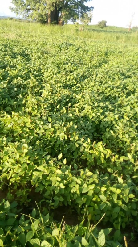 Soyabeans from Zambia
