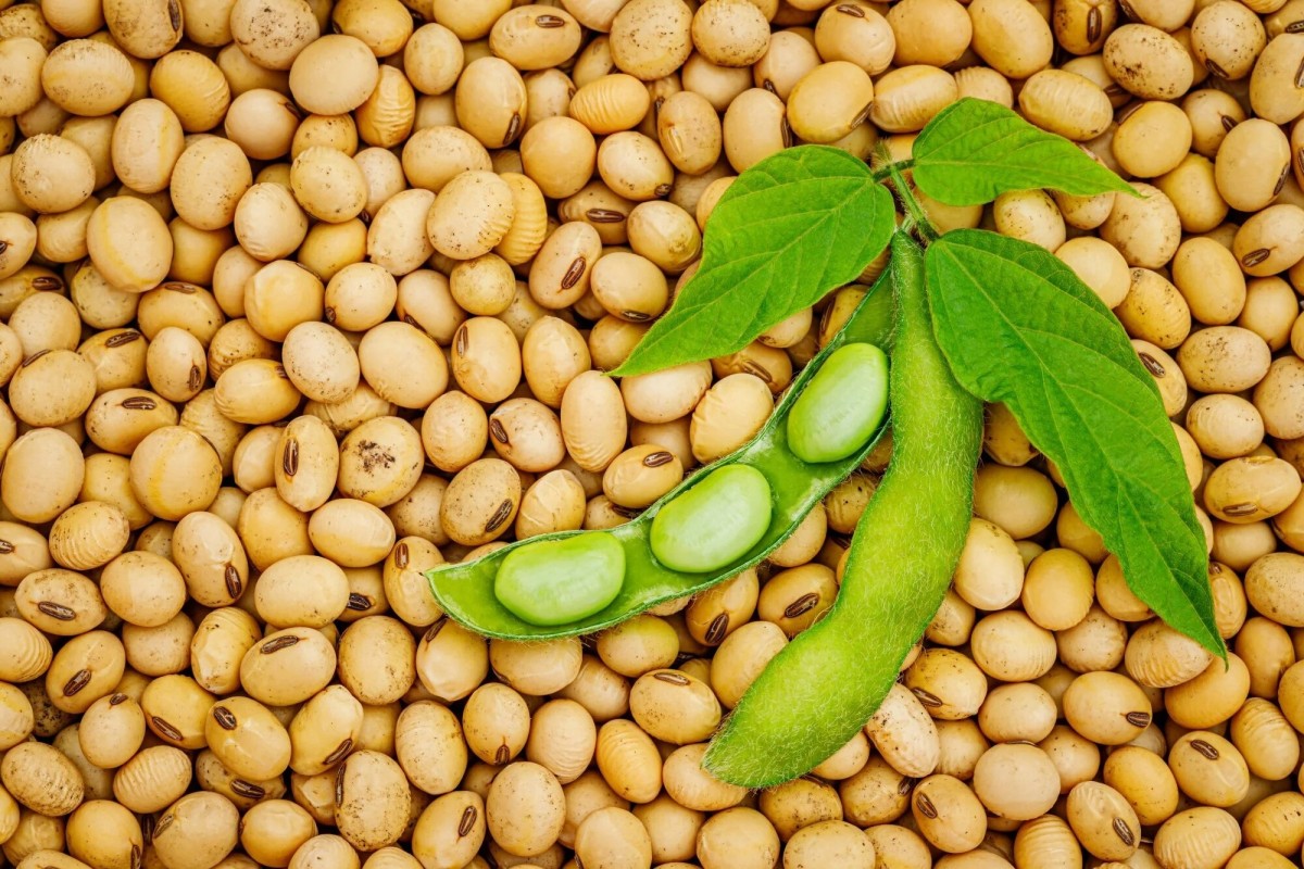Soybeans from Zambia
