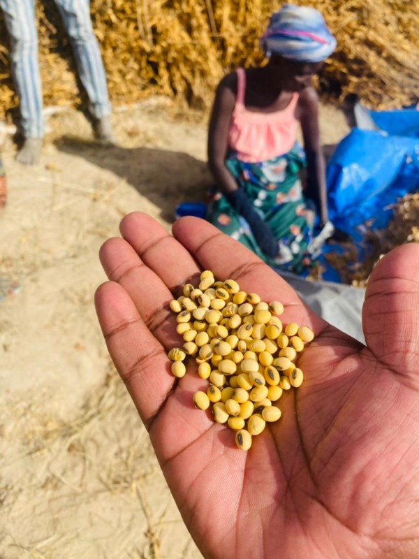 Dina soya beans from Zambia