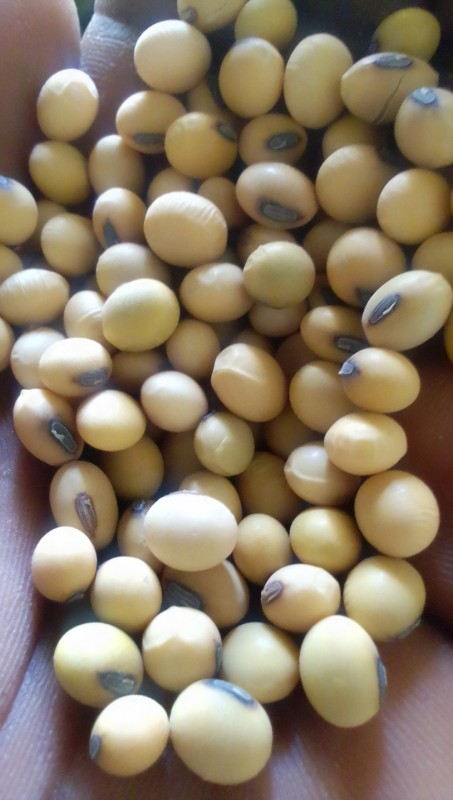 Soyabean sells from Zambia
