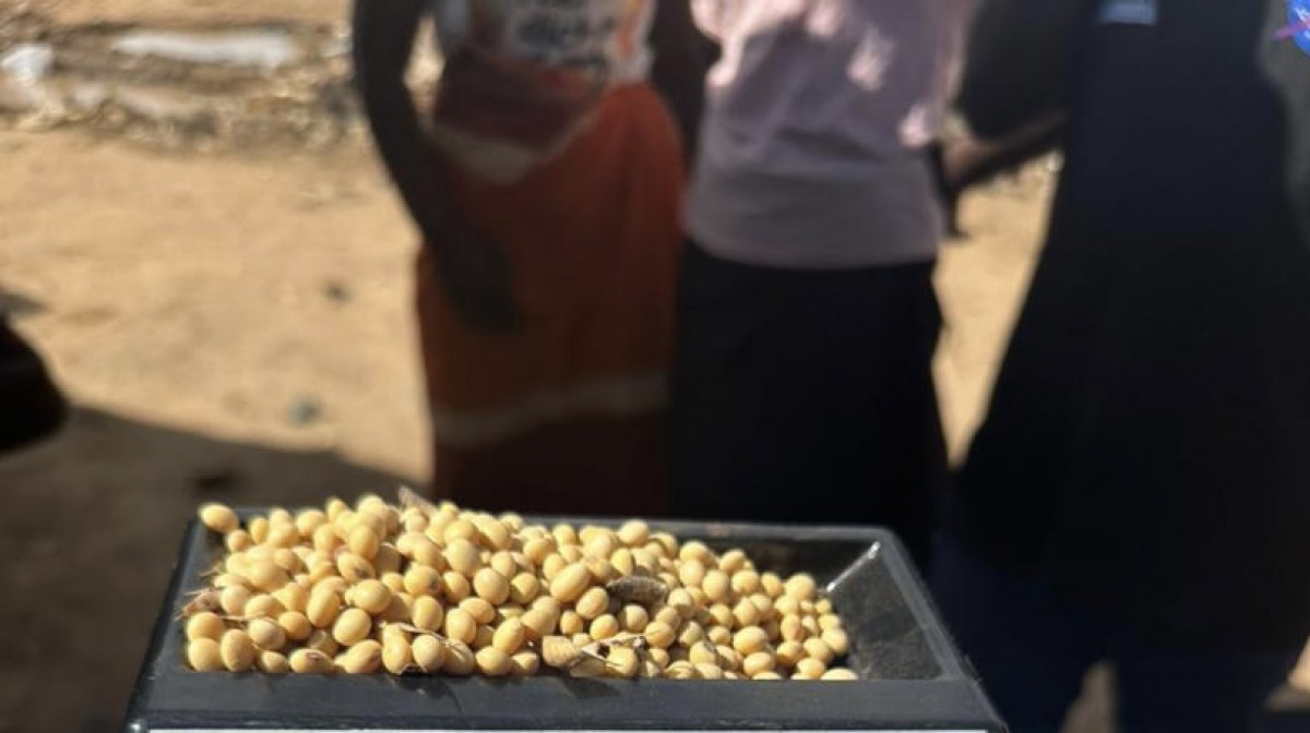 Soya Beans from Zambia