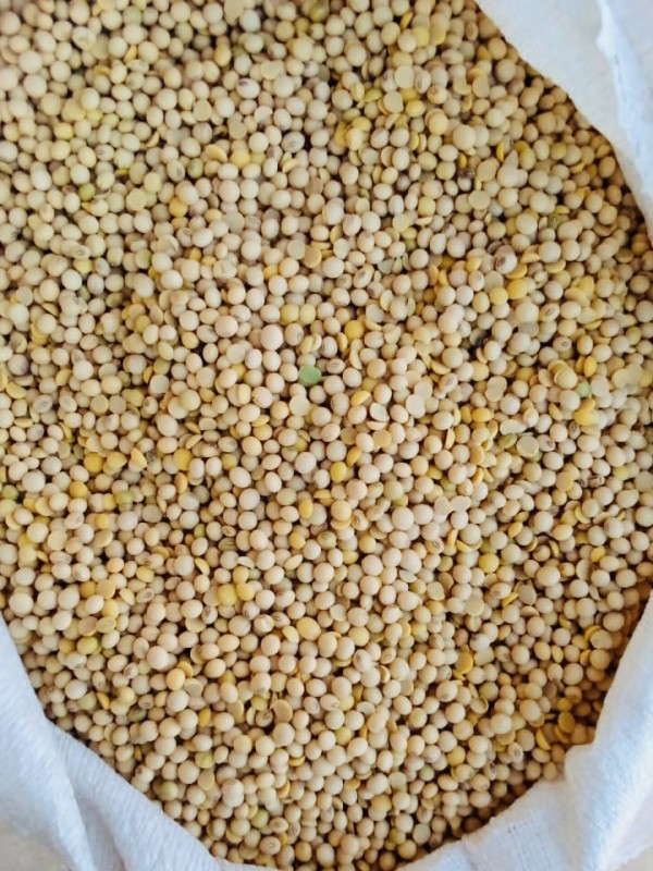 Soya beans from Zambia