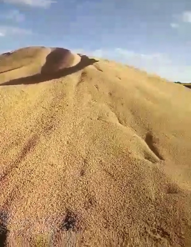 Soybeans from Zambia