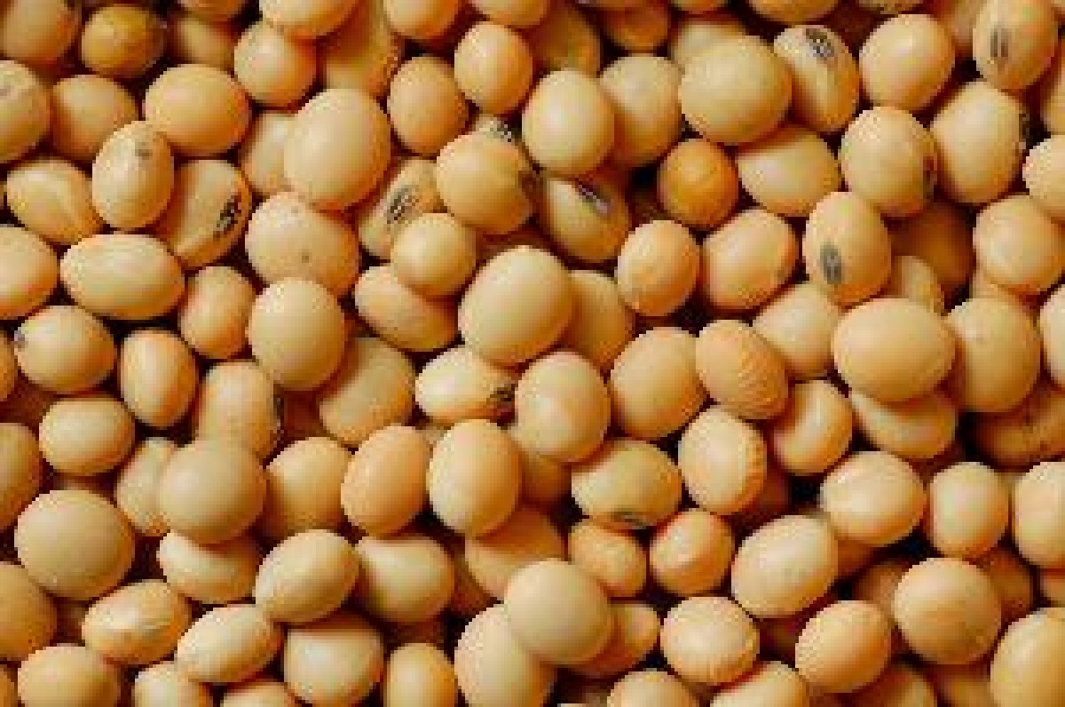 Soya Beans from Zambia