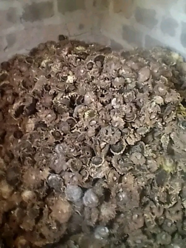 Sunflower Seed from Zambia
