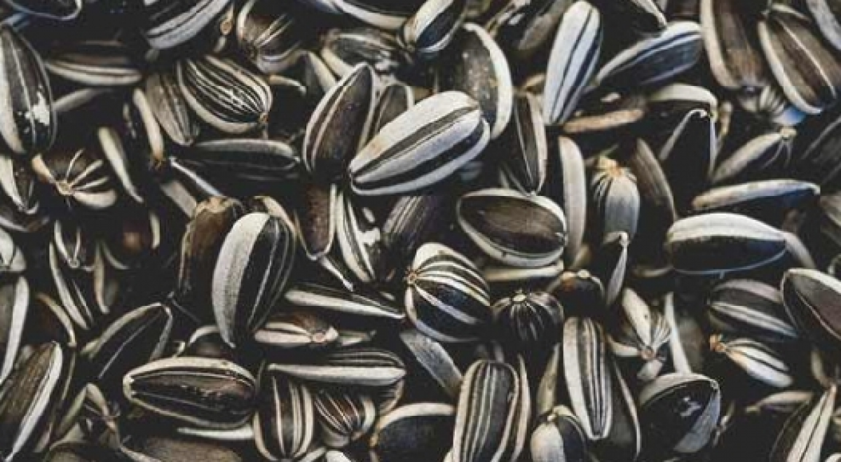 Sunflower seeds from Zambia