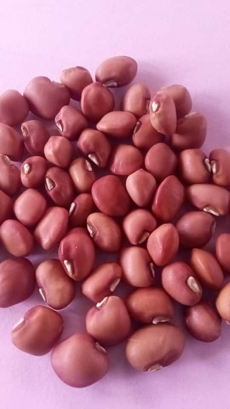 Cowpea from Zambia