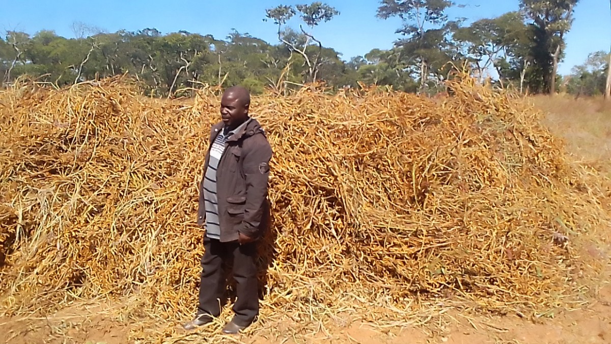 soya beans from Zambia