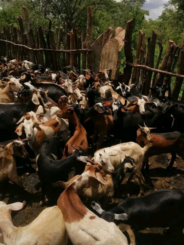 Goats hard mashona from Zimbabwe