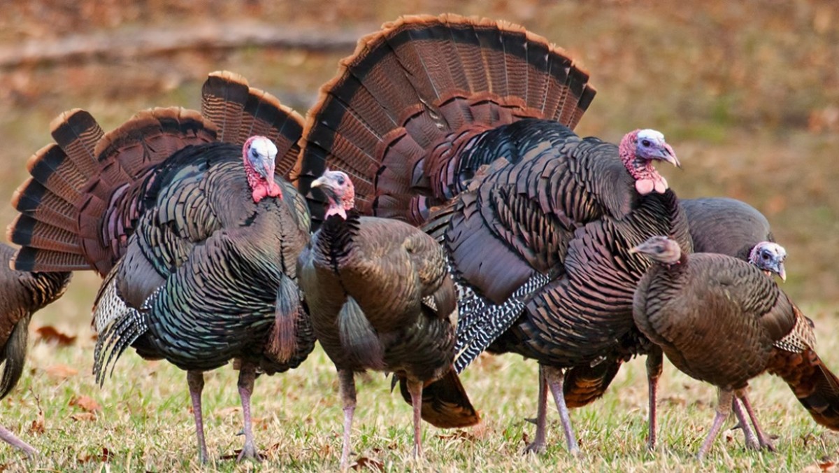 Turkeys from Zimbabwe