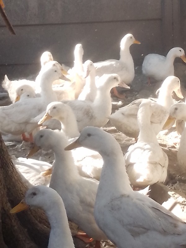 Perkin-Enten from Simbabwe