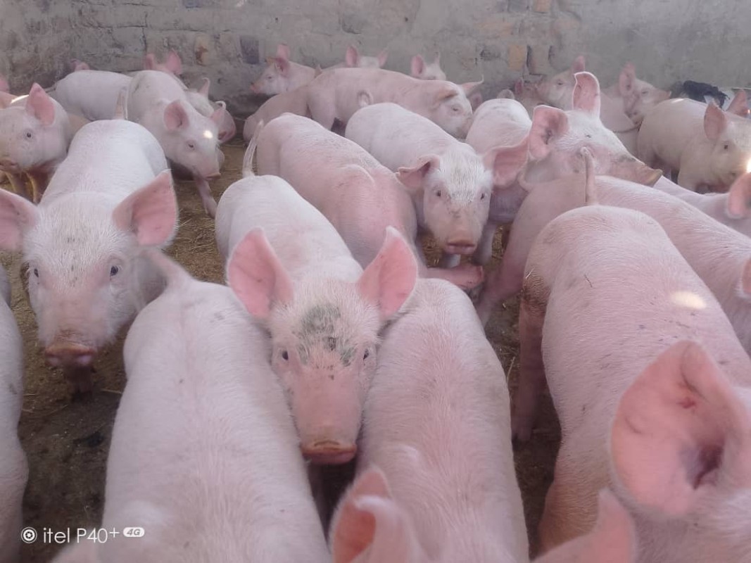 Pork Meat from Zimbabwe