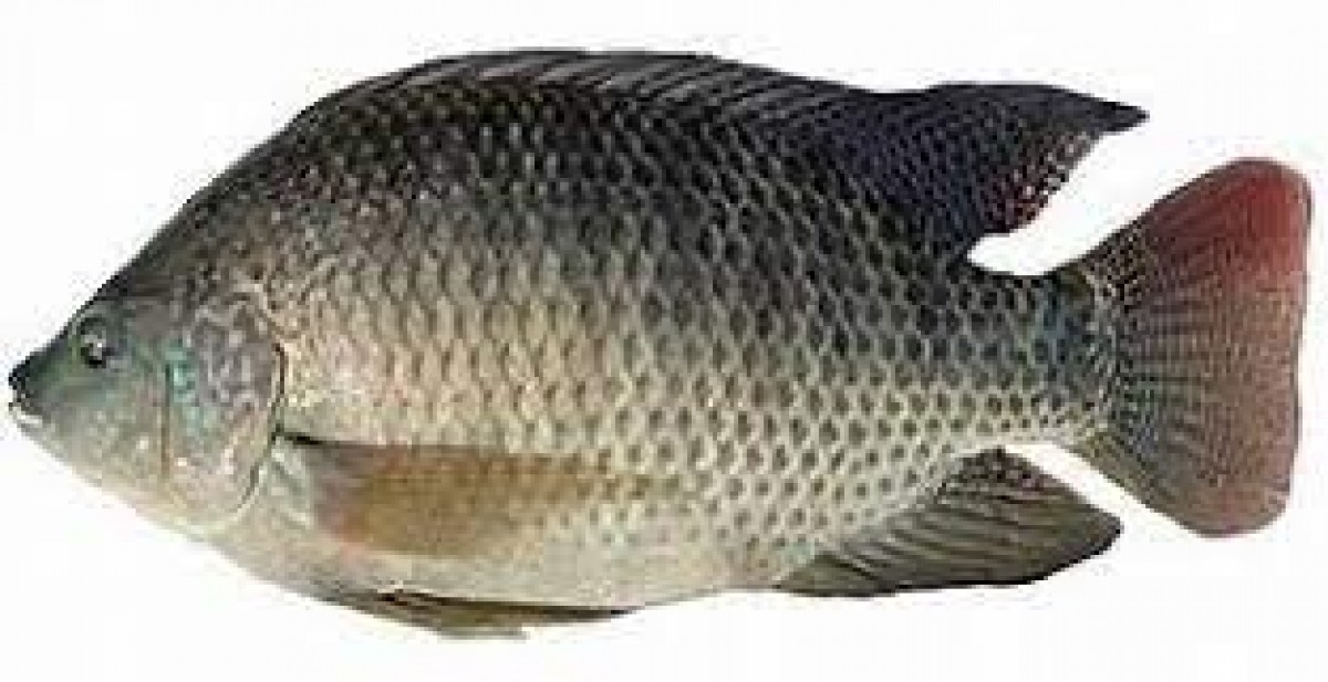 BEST QUALITY FISH from Zimbabwe