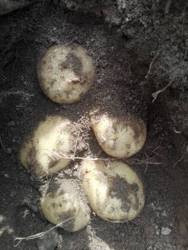 Valor Potatoes from Zimbabwe