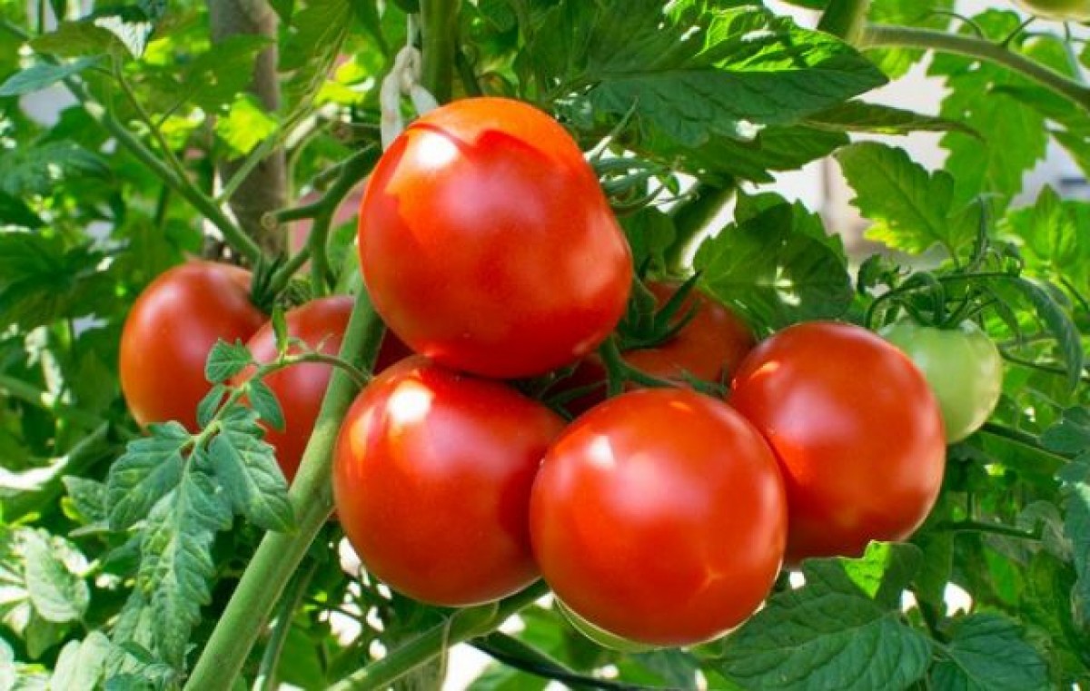 Tomatoes from Zimbabwe