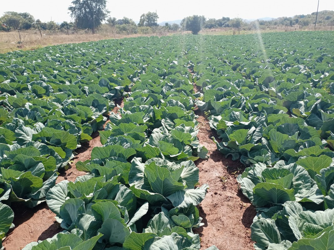 white Cabbage from Zimbabwe