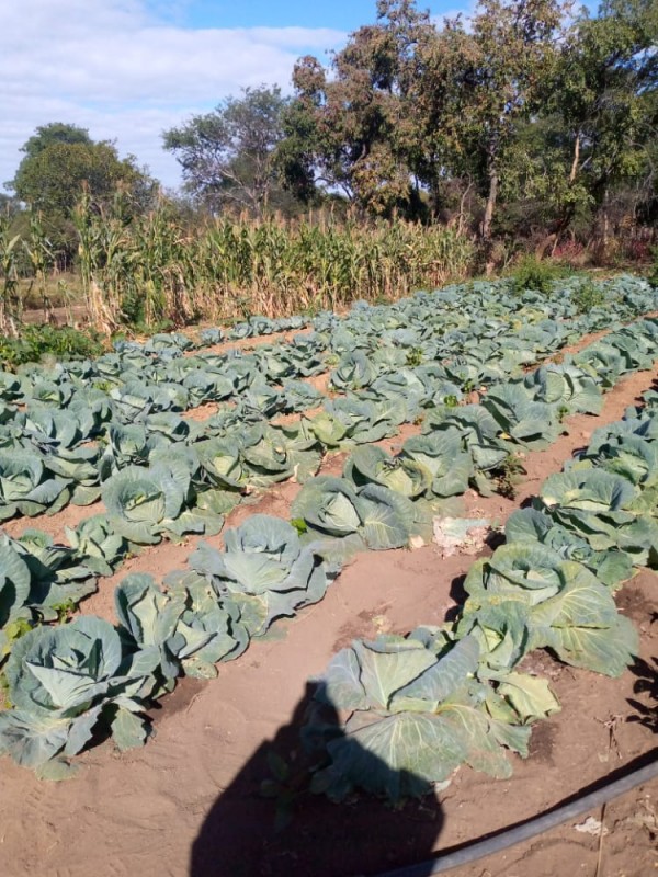 Cabbages from Zimbabwe