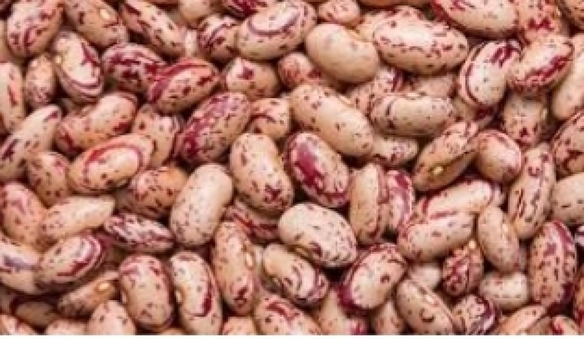 Sugar beans from Zimbabwe