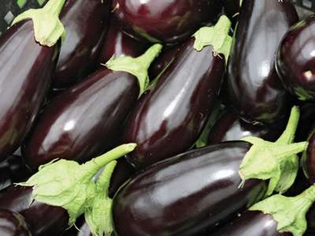Berinjela / Eggplant / Aubergine from Zimbabué