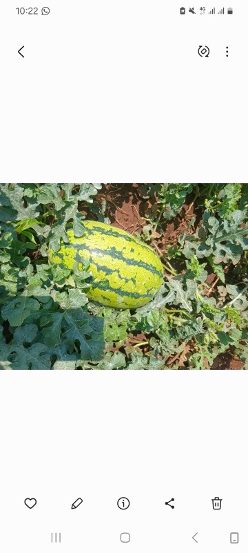 Watermelon from Zimbabwe