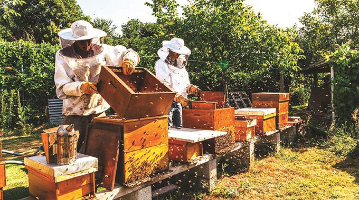 Organic Wildflower Honey from Zimbabwe