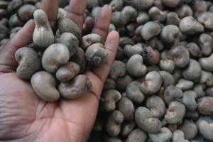 RAW CASHEW NUTS AVAILABLE from Benin