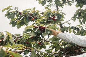 Fresh cherries from Albania