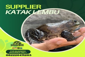 Bullfrog Legs from Angola
