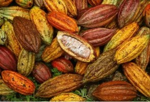 Fave di cacao from Angola