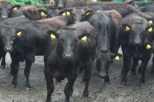 Australian Wagyu Beef from Australia