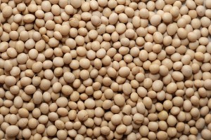 Soybean, NON GMO Soybean from Australia