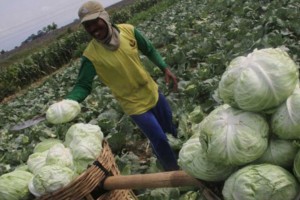 Cabbages from Bangladesh