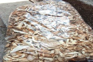 Dry Oyster mushroom from Bangladesh