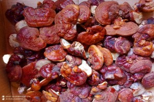 Reishi from Bangladesh