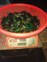 Green mussel from Bangladesh