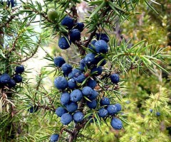 Juniper berries from Serbia
