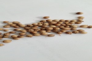 WHOLE CORIANDER SEEDS from Bulgaria