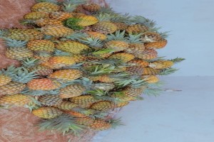 Pineapple from Burundi