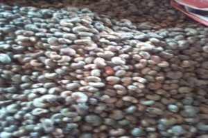 RAW CASHEW NUTS OFFER from Benin
