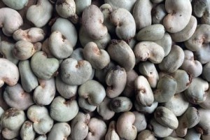 Raw Benin Cashew Nuts from Benin