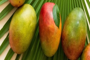 Mangue Tommy Atkins from Brésil