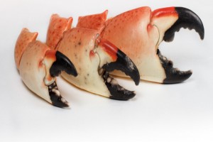 Crab from Bahamas