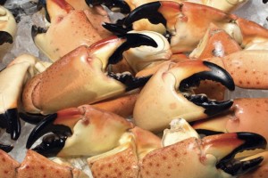 Stone Crabs from Bahamas