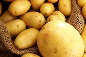 Potatoes from Belarus