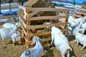Kambing (Hidup) from Kanada