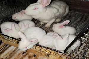 Meat Rabbits from Canada
