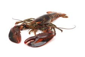 Live Atlantic Canada Lobster from Canada