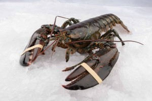 Astice vivo canadese (Homarus Americanus) from Canada