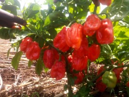 Chilli Oil from DRC Congo