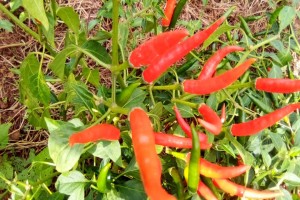 Chilli Chutney from DRC Congo